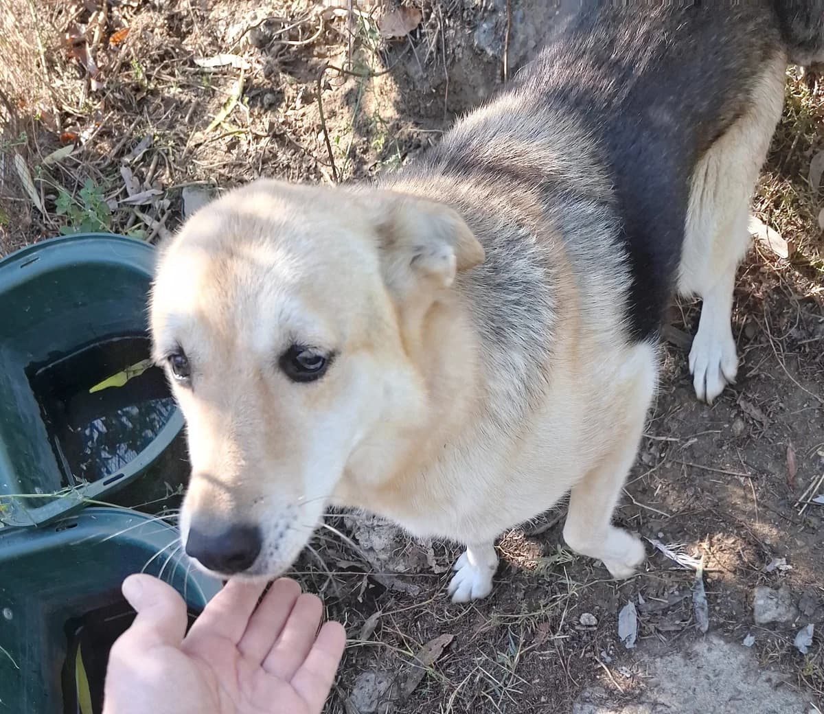 Kira 1 *ca. 2016, senior Mixed Breed for adoption at Strays United e.V.