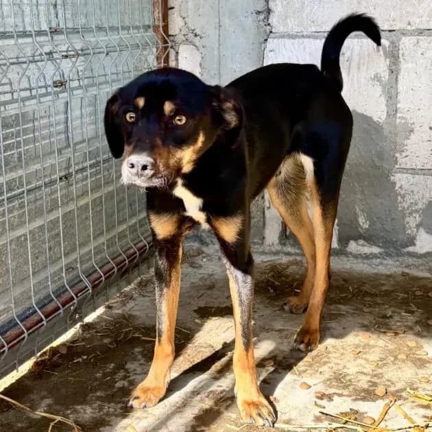 Peppie *ca. 02/2025, young Mixed Breed for adoption at Strays United e.V.