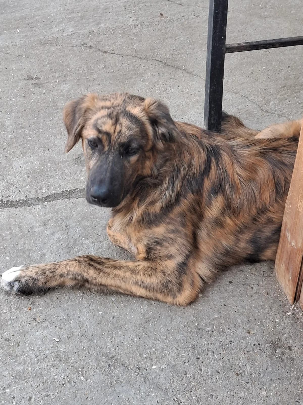 Supi *ca. 03/2025, young Mixed Breed for adoption at Strays United e.V.