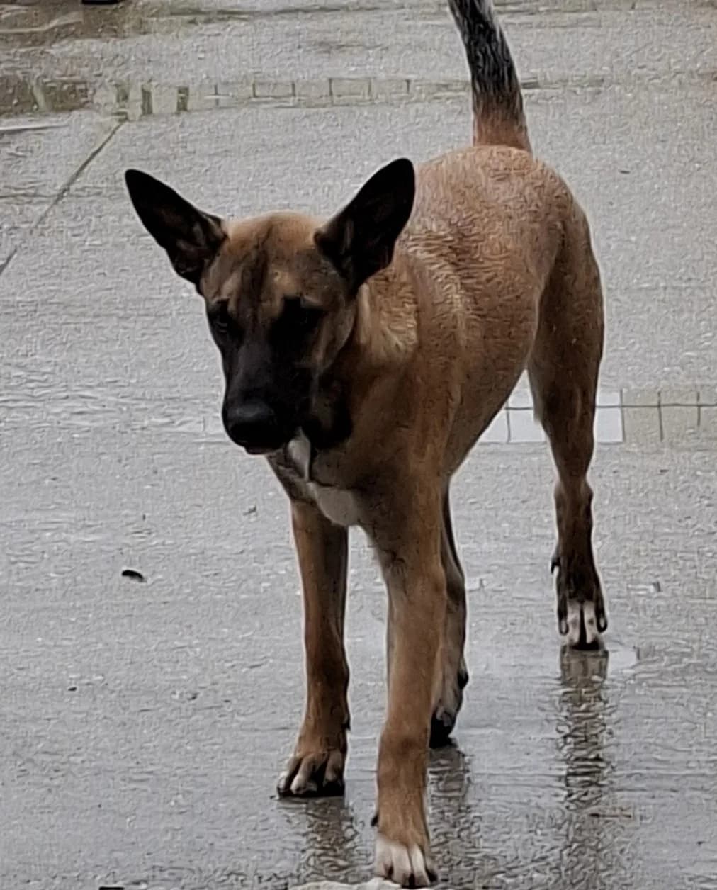 Shakira *ca. 03/2025, young Mixed Breed for adoption at Strays United e.V.
