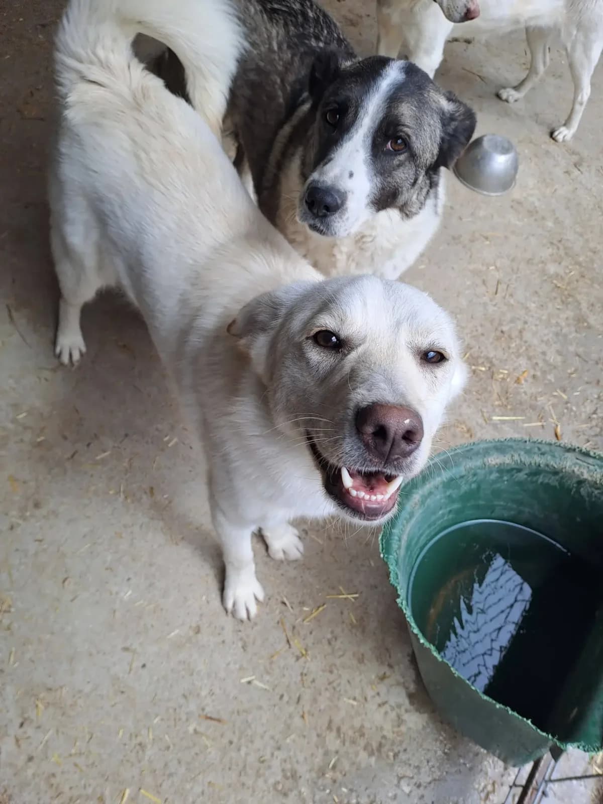 Tom 1 *ca. 03/2025, young Mixed Breed for adoption at Strays United e.V.