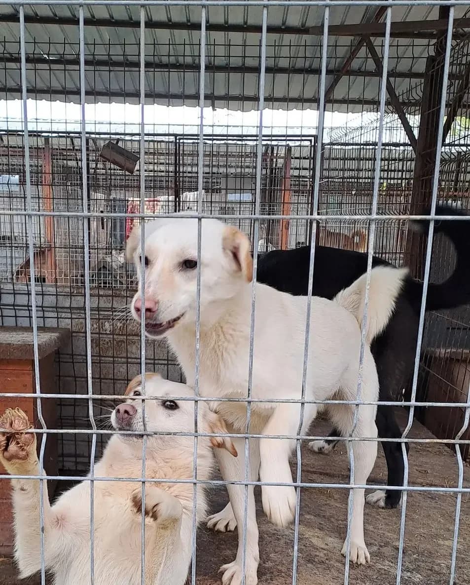 Merlin *ca. 03/2025, young Mixed Breed for adoption at Strays United e.V.