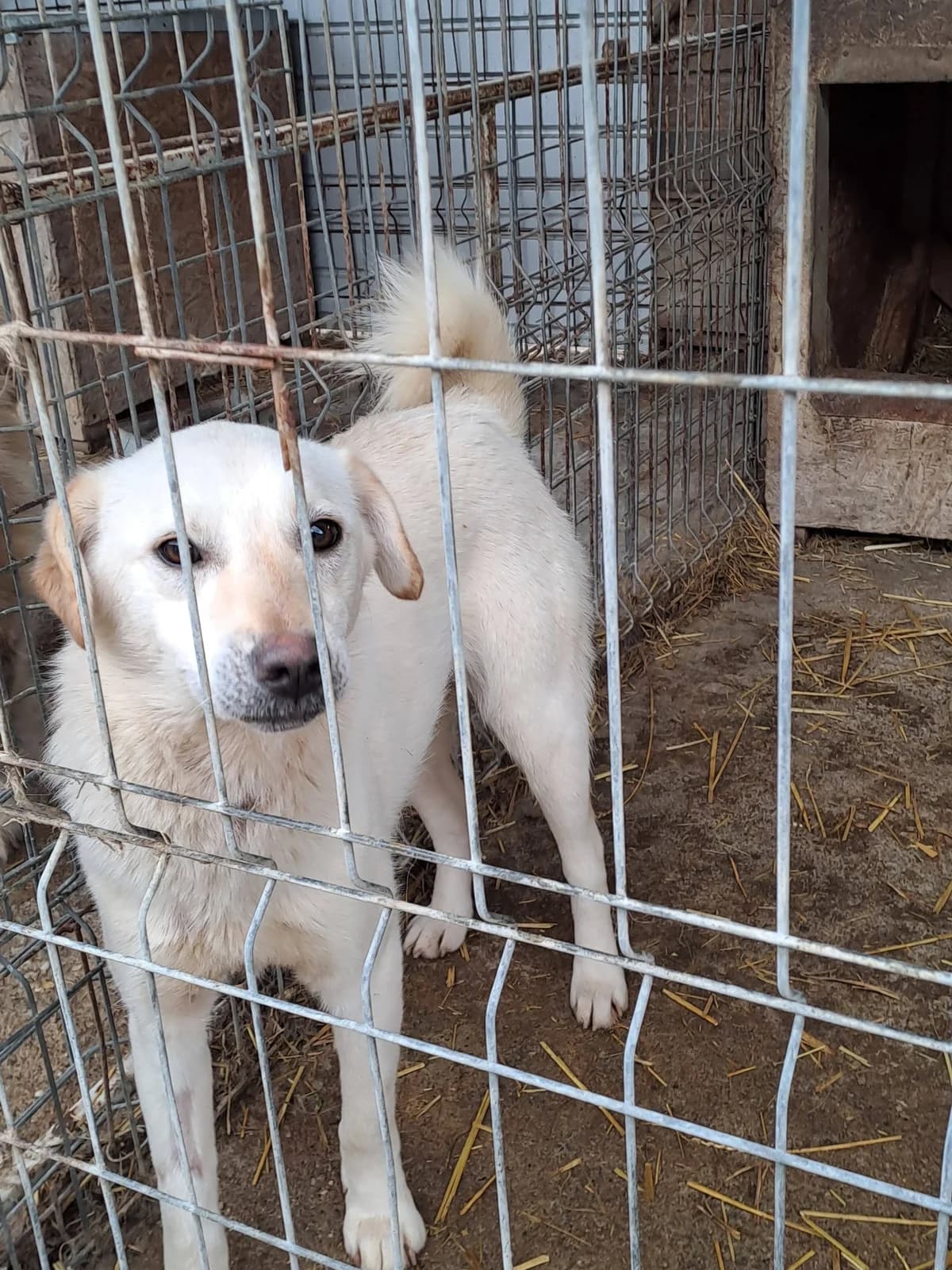 Heidi *ca. 03/2025, young Mixed Breed for adoption at Strays United e.V.