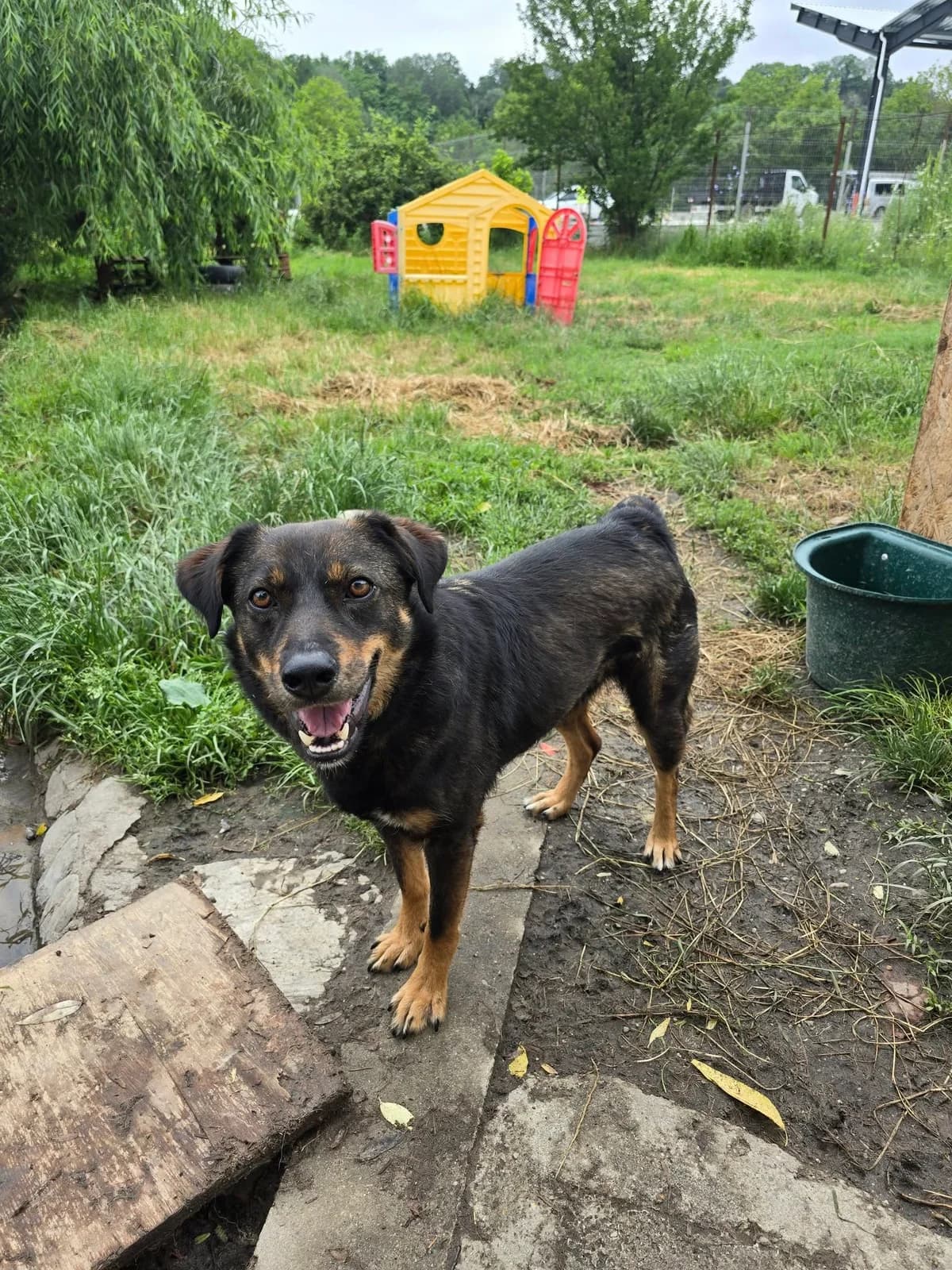 Linus *ca.2023, 3yo Mixed Breed for adoption at Strays United e.V.
