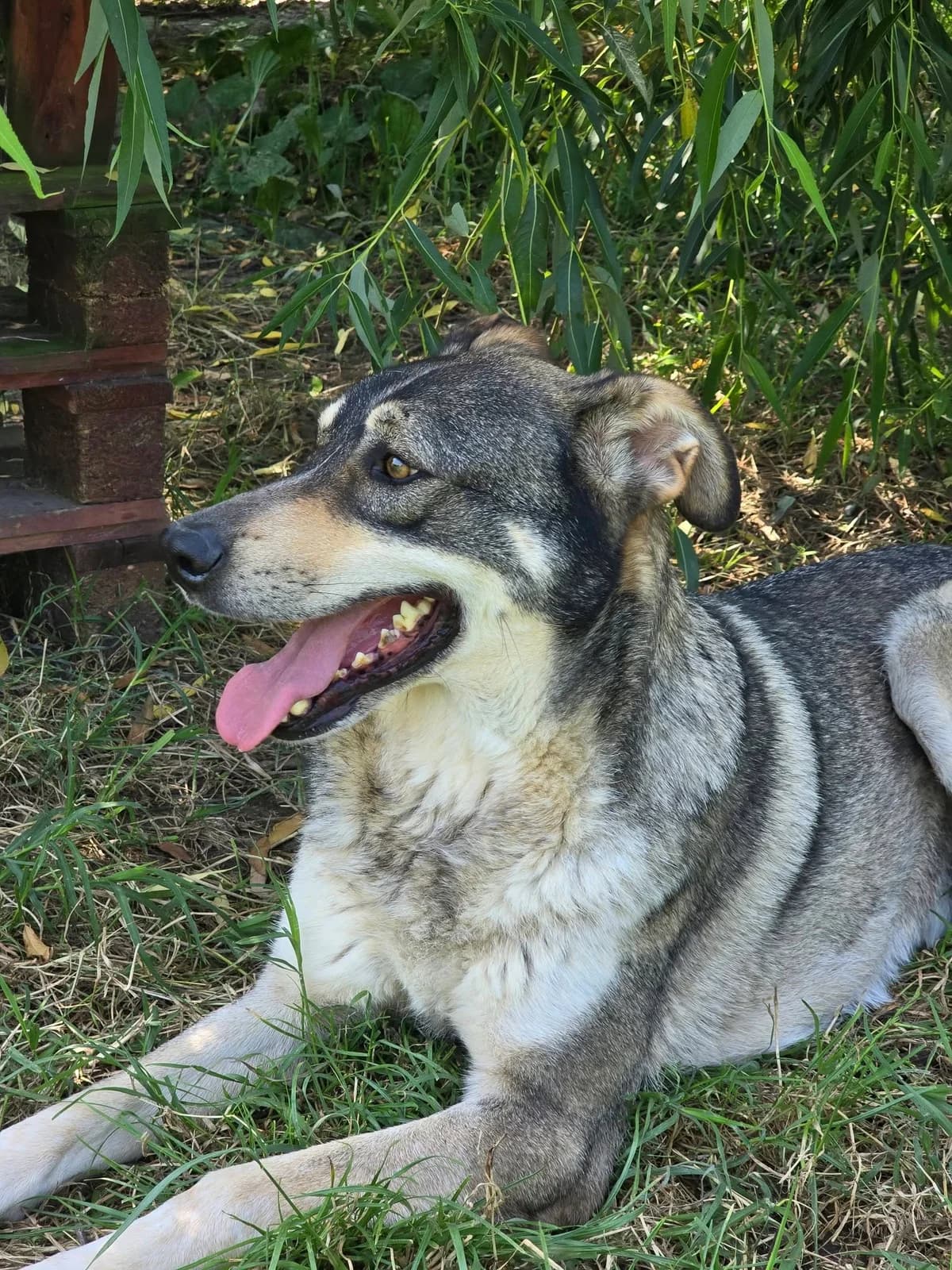 Santino *ca. 2020, 6yo Mixed Breed for adoption at Strays United e.V.