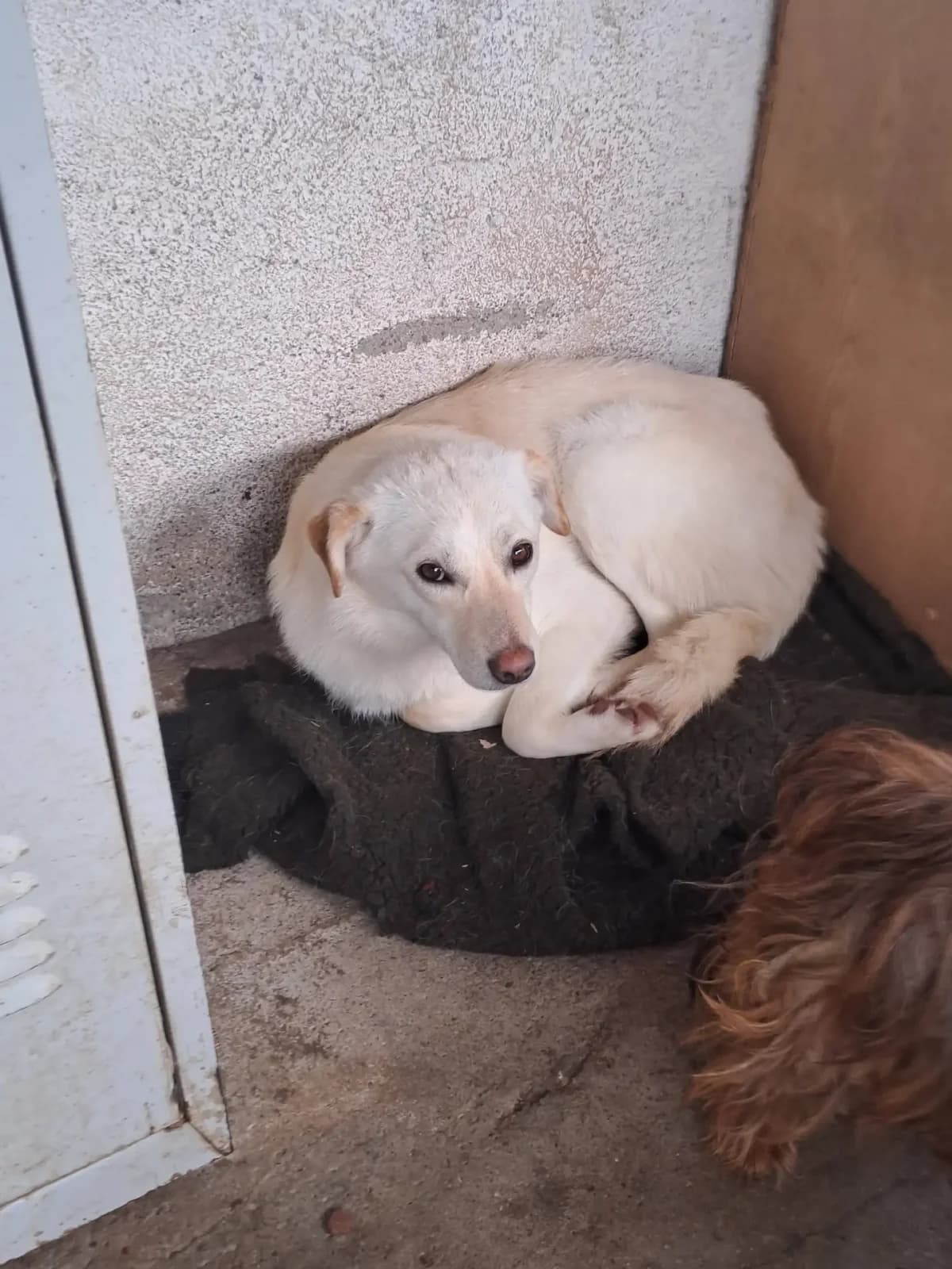 Snowi *ca. 03/2025, young Mixed Breed for adoption at Strays United e.V.