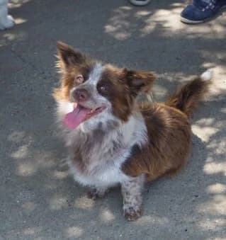 Rolli *ca. 2022, 4yo Mixed Breed for adoption at Strays United e.V.