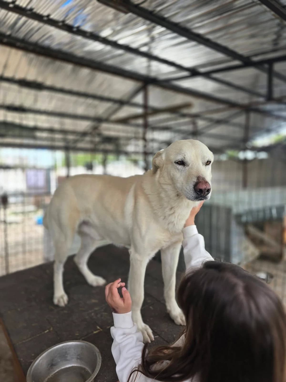 Cooper 1 *2021, 5yo Mixed Breed for adoption at Strays United e.V.