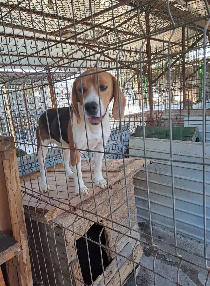 Ozzy * 02/2024, young Mixed Breed for adoption at Strays United e.V.