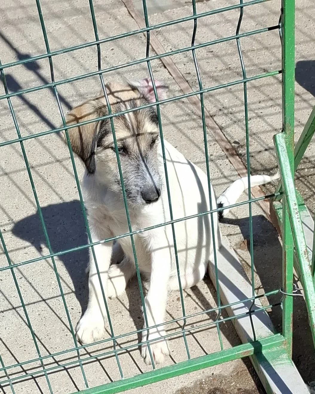 Evi *ca. 04/2025, young Mixed Breed for adoption at Strays United e.V.