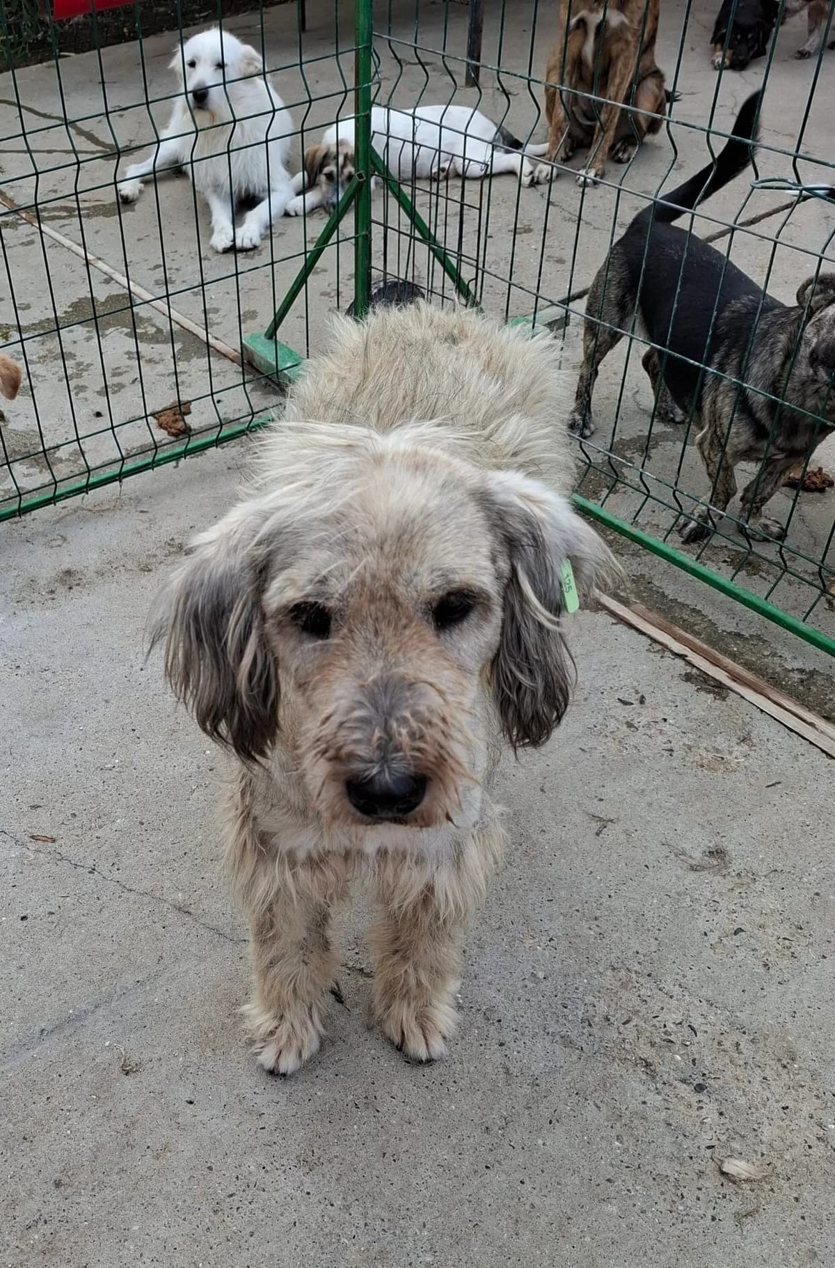 Illa *ca. 2024, young Mixed Breed for adoption at Strays United e.V.