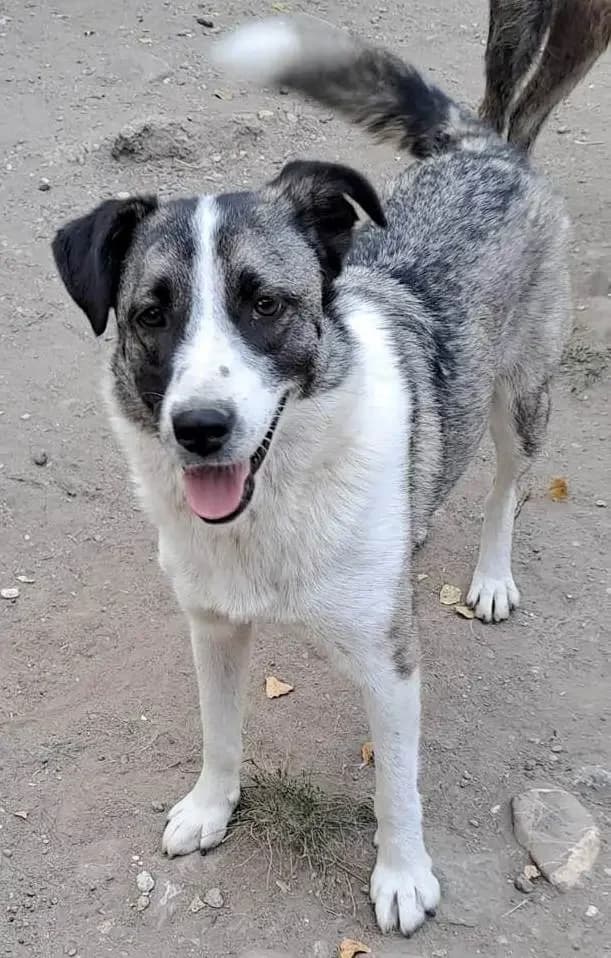 Mia *ca 09/2023, 3yo Mixed Breed for adoption at Strays United e.V.
