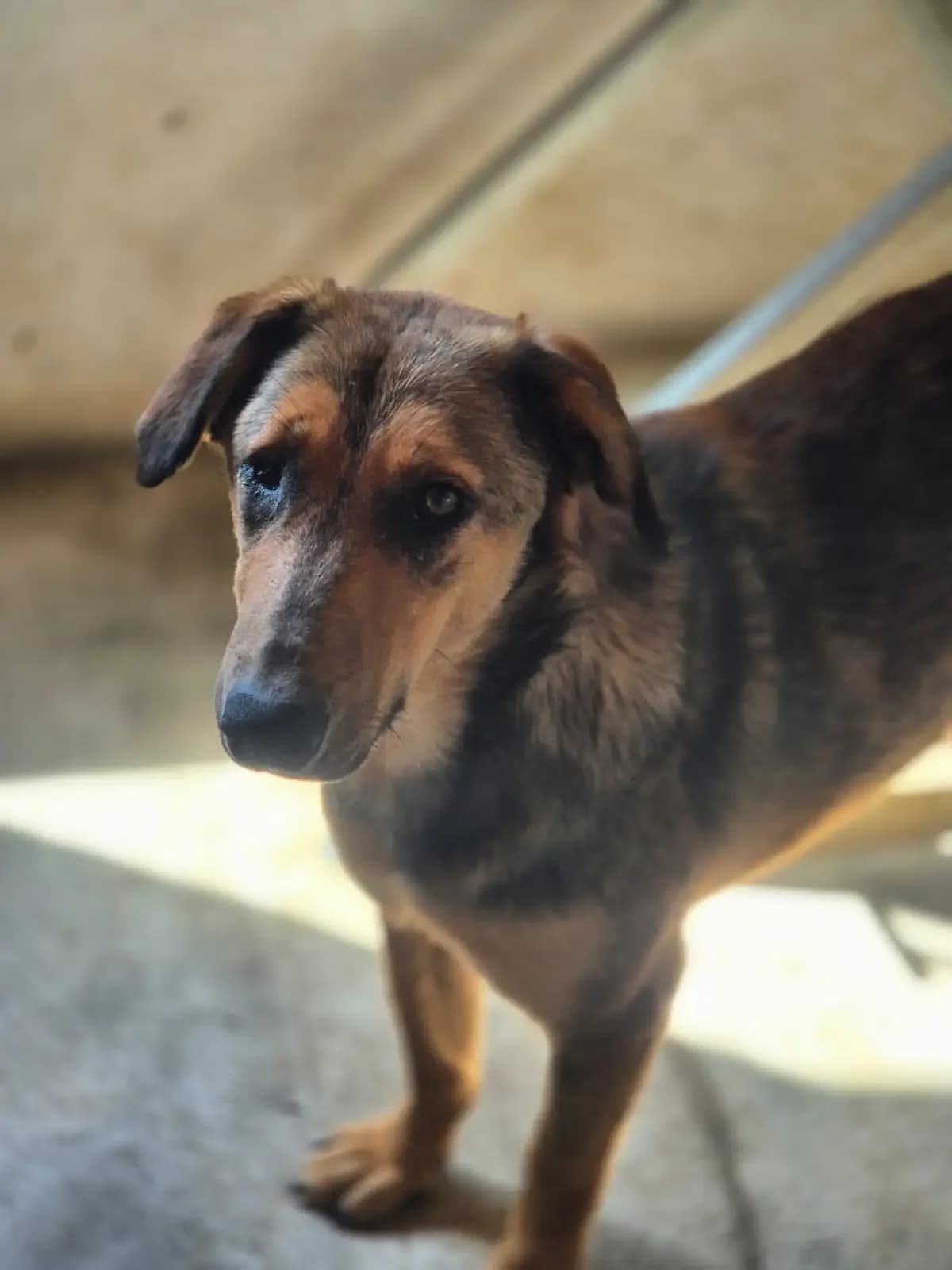 Diamond *ca. 06/2025, young Mixed Breed for adoption at Strays United e.V.