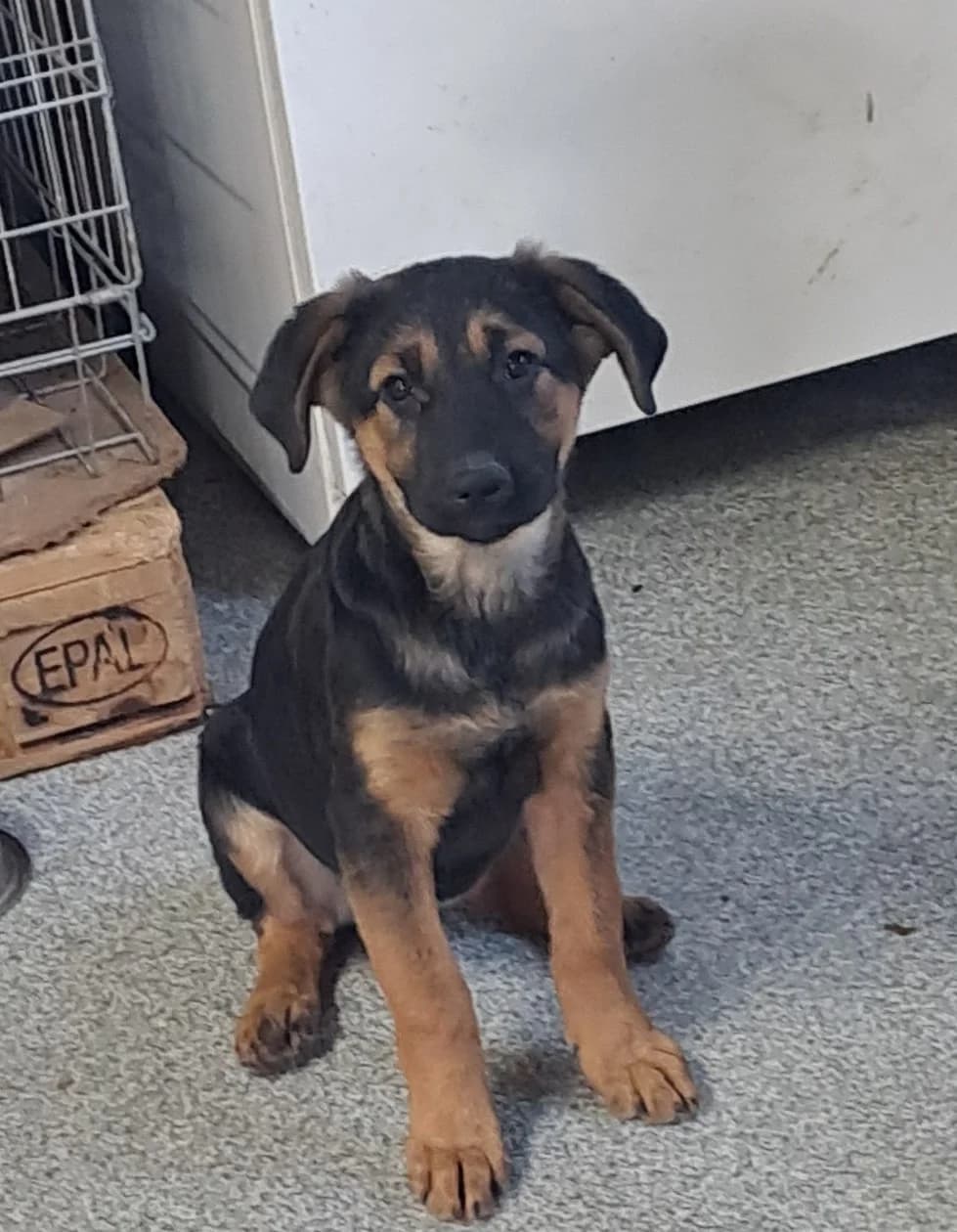 Emyra *ca. 06/2025, young Mixed Breed for adoption at Strays United e.V.