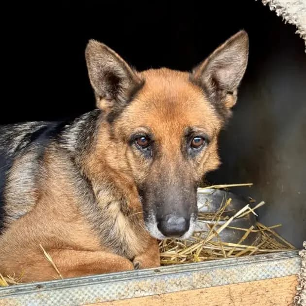 Maylie *ca. 2017, senior Mixed Breed for adoption at Strays United e.V.