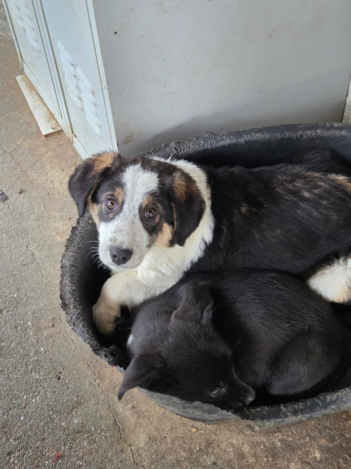 Erich *ca. 6/2025, young Mixed Breed for adoption at Strays United e.V.