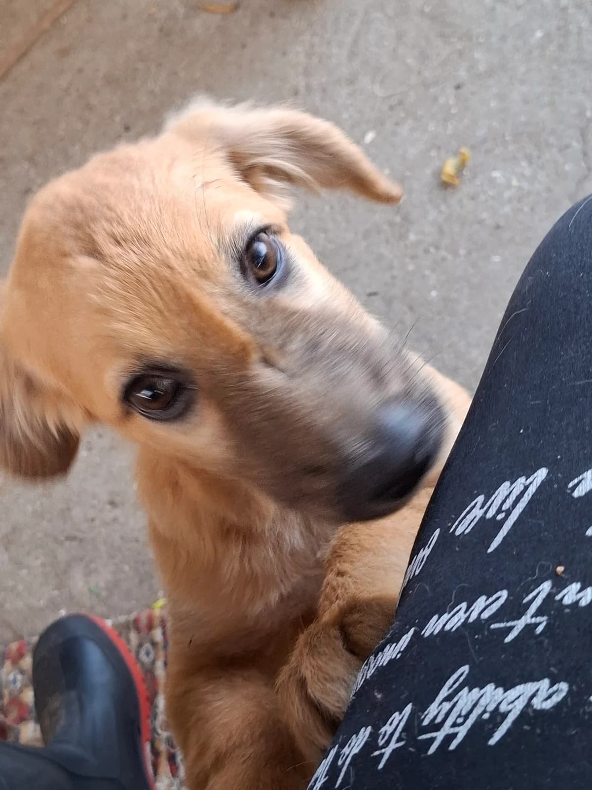 Hope 3 *ca. 06/2025, young Mixed Breed for adoption at Strays United e.V.