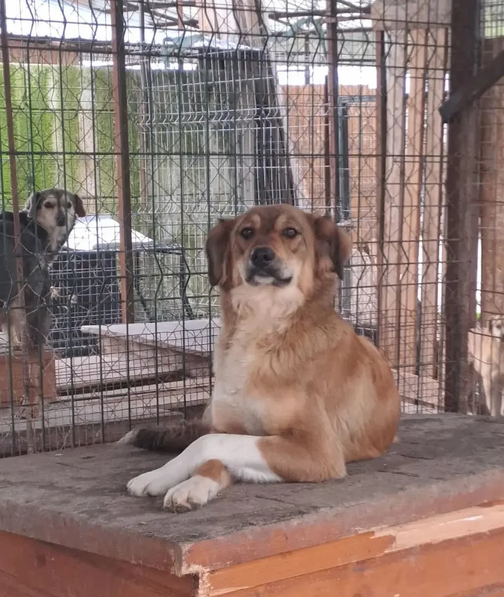Nela *ca. 04/2025, young Mixed Breed for adoption at Strays United e.V.