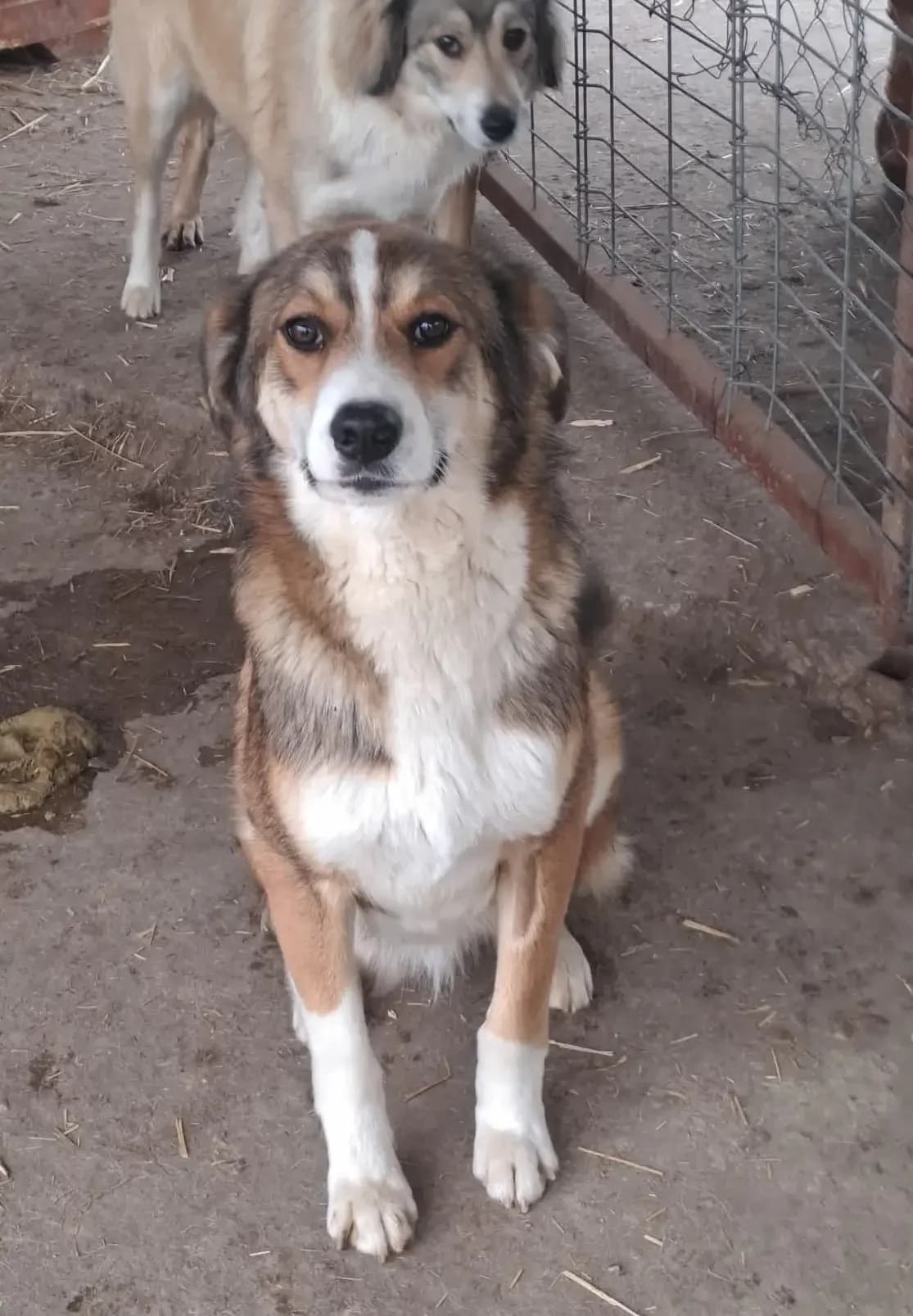 Louie *ca. 04/2025, young Mixed Breed for adoption at Strays United e.V.