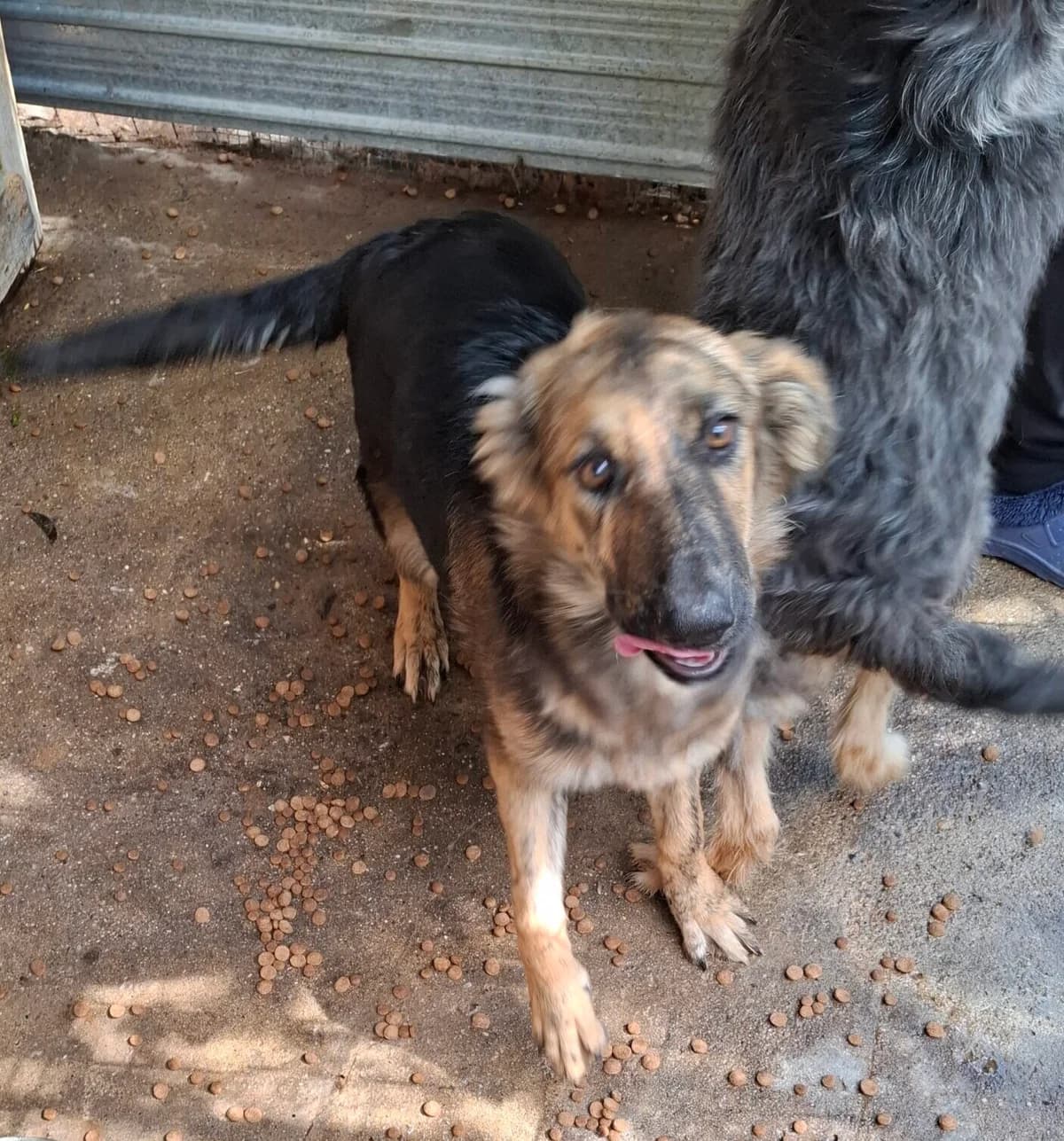 Penny *ca. 03/2025, young Mixed Breed for adoption at Strays United e.V.