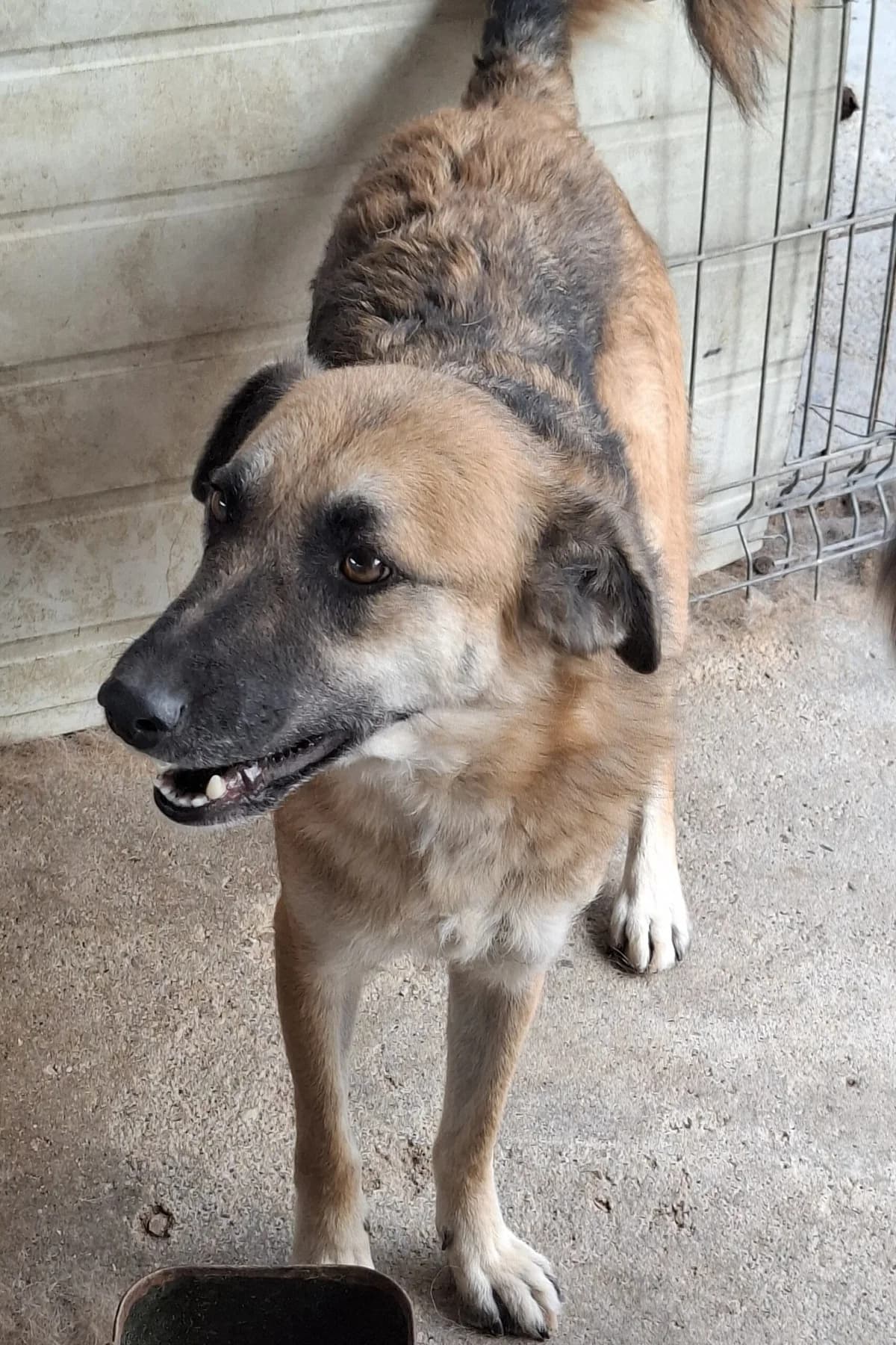 Leo *ca. 2021, 5yo Mixed Breed for adoption at Strays United e.V.