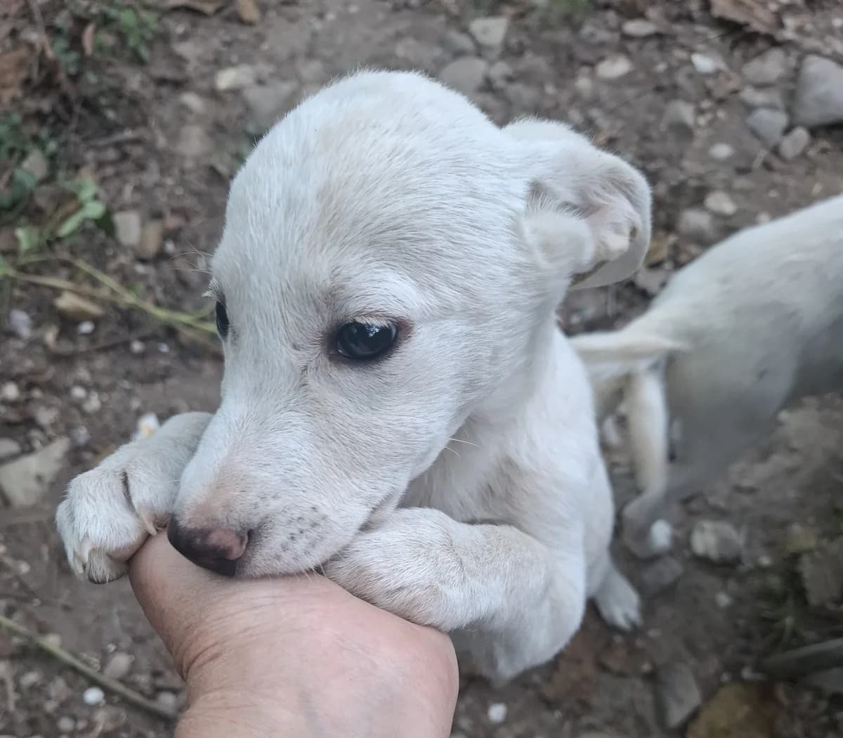 Lia 1 *ca. 06/2025, young Mixed Breed for adoption at Strays United e.V.