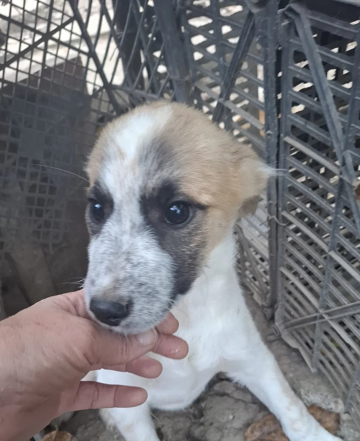 Lutz *ca. 06/2025, young Mixed Breed for adoption at Strays United e.V.