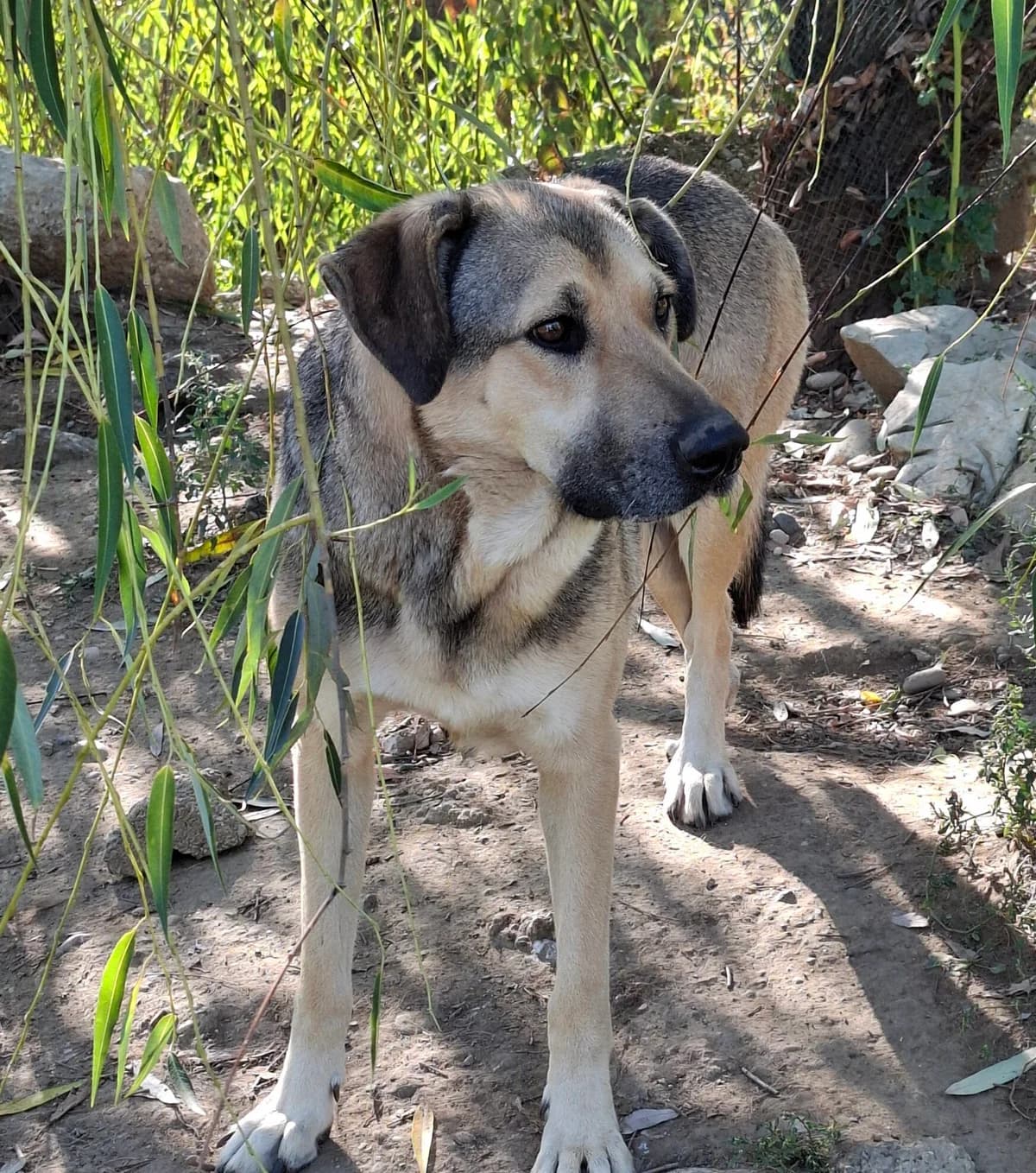 Tom *ca. 2021, 5yo Mixed Breed for adoption at Strays United e.V.