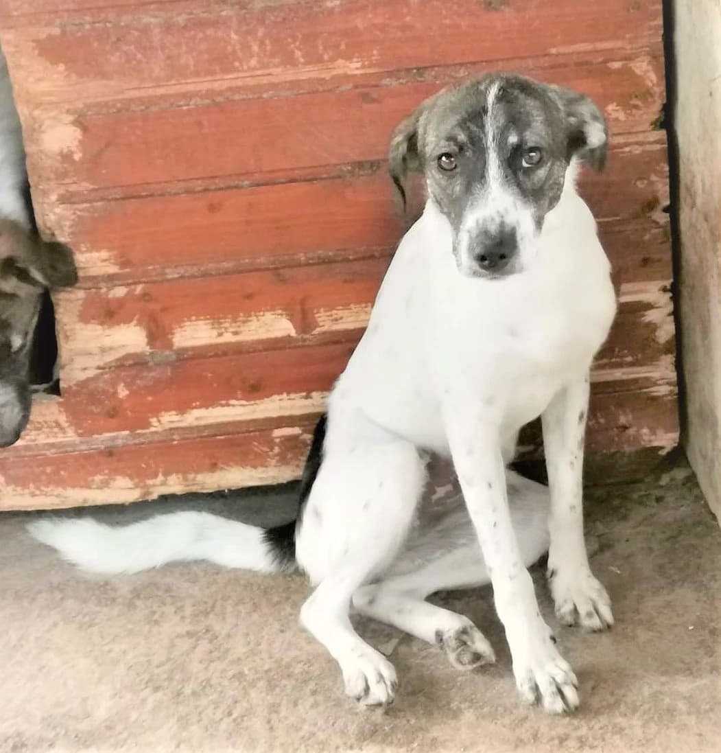 Luna *11/21, 5yo Mixed Breed for adoption at Strays United e.V.