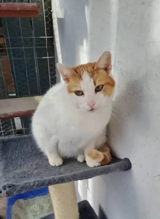 Kya *ca. 2023, 3yo Mixed Breed for adoption at Strays United e.V.