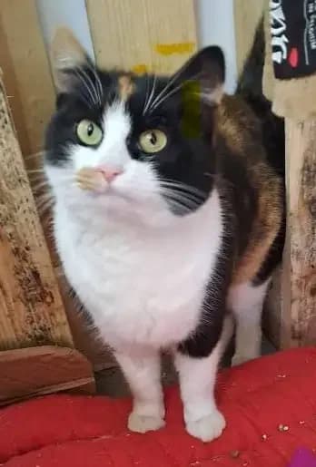 Jara *2023, 3yo Mixed Breed for adoption at Strays United e.V.