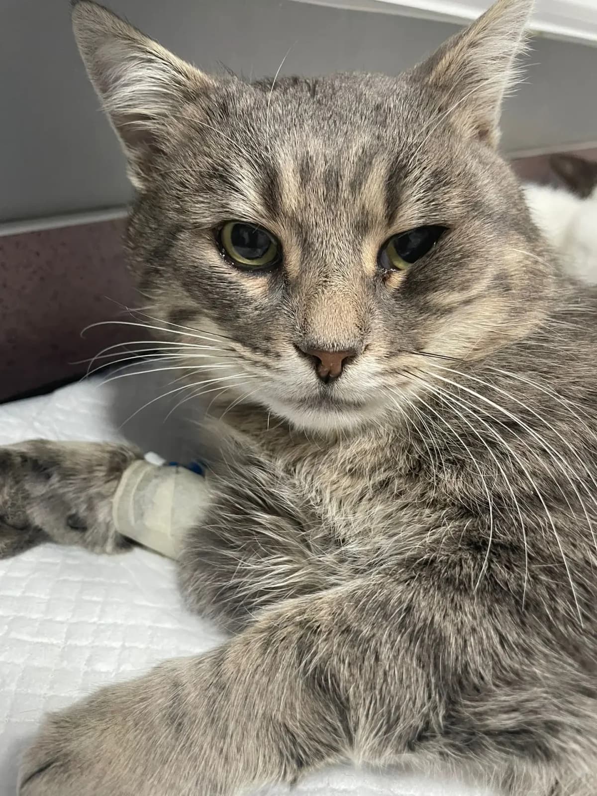 Moglie * ca. 2024, young Mixed Breed for adoption at Strays United e.V.