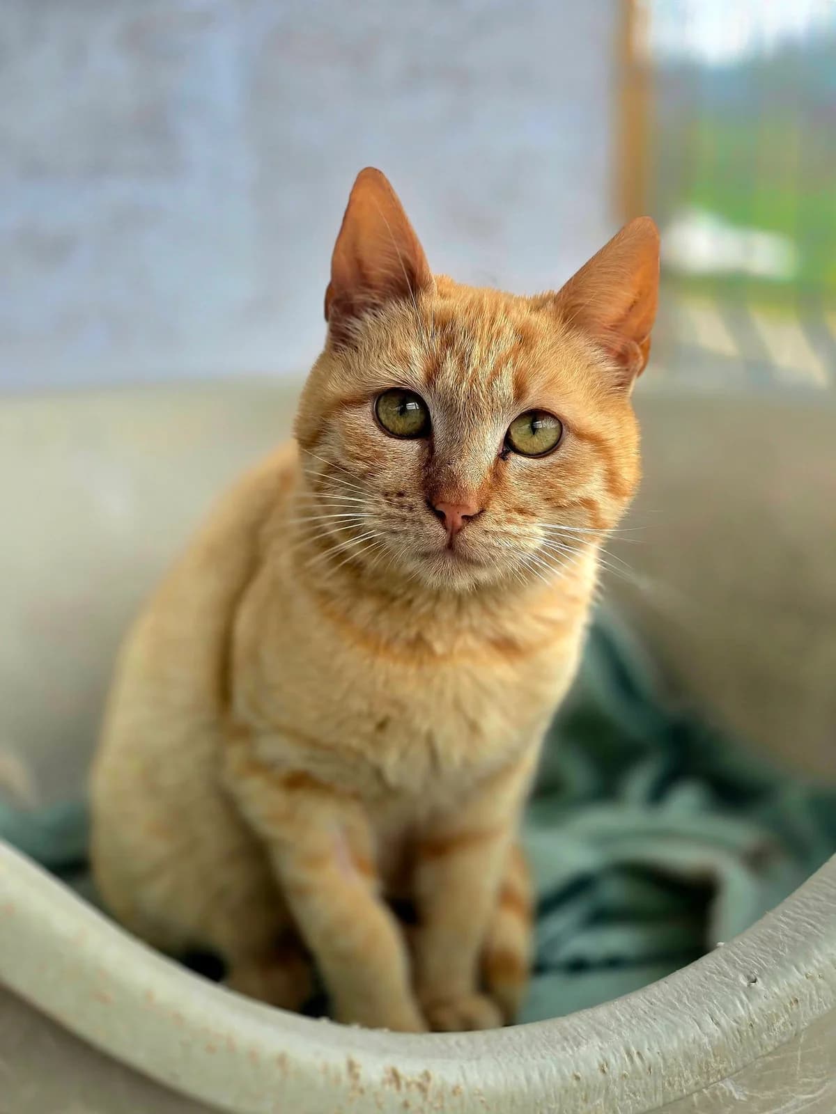 Charly *ca. 2021, 5yo Mixed Breed for adoption at Strays United e.V.