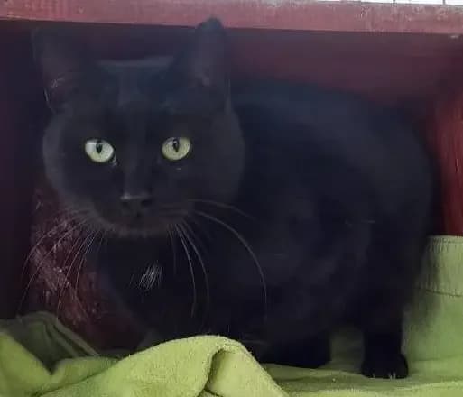 Coco *2023, 3yo Mixed Breed for adoption at Strays United e.V.