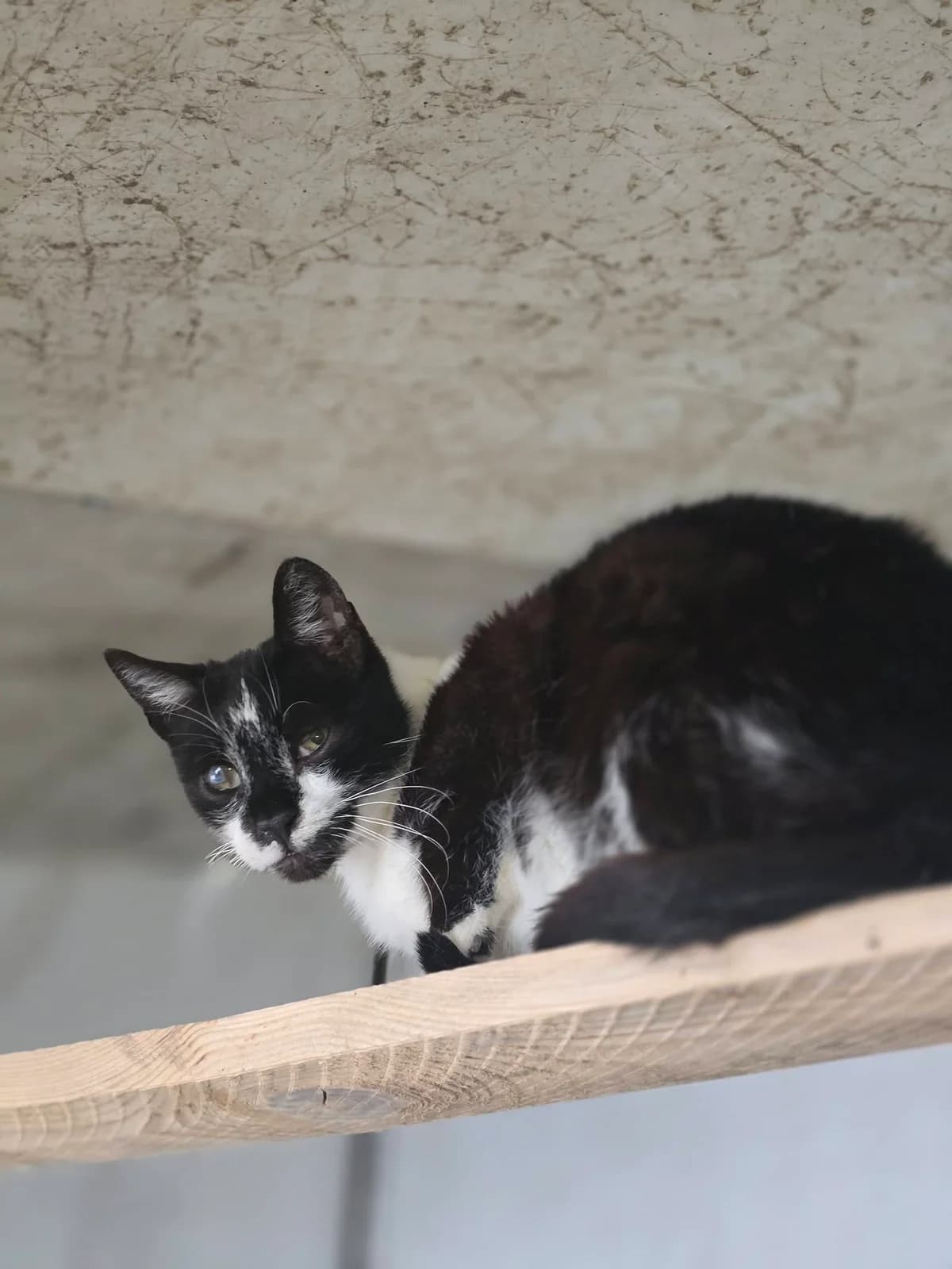 Oreo *ca. 2018, senior Mixed Breed for adoption at Strays United e.V.