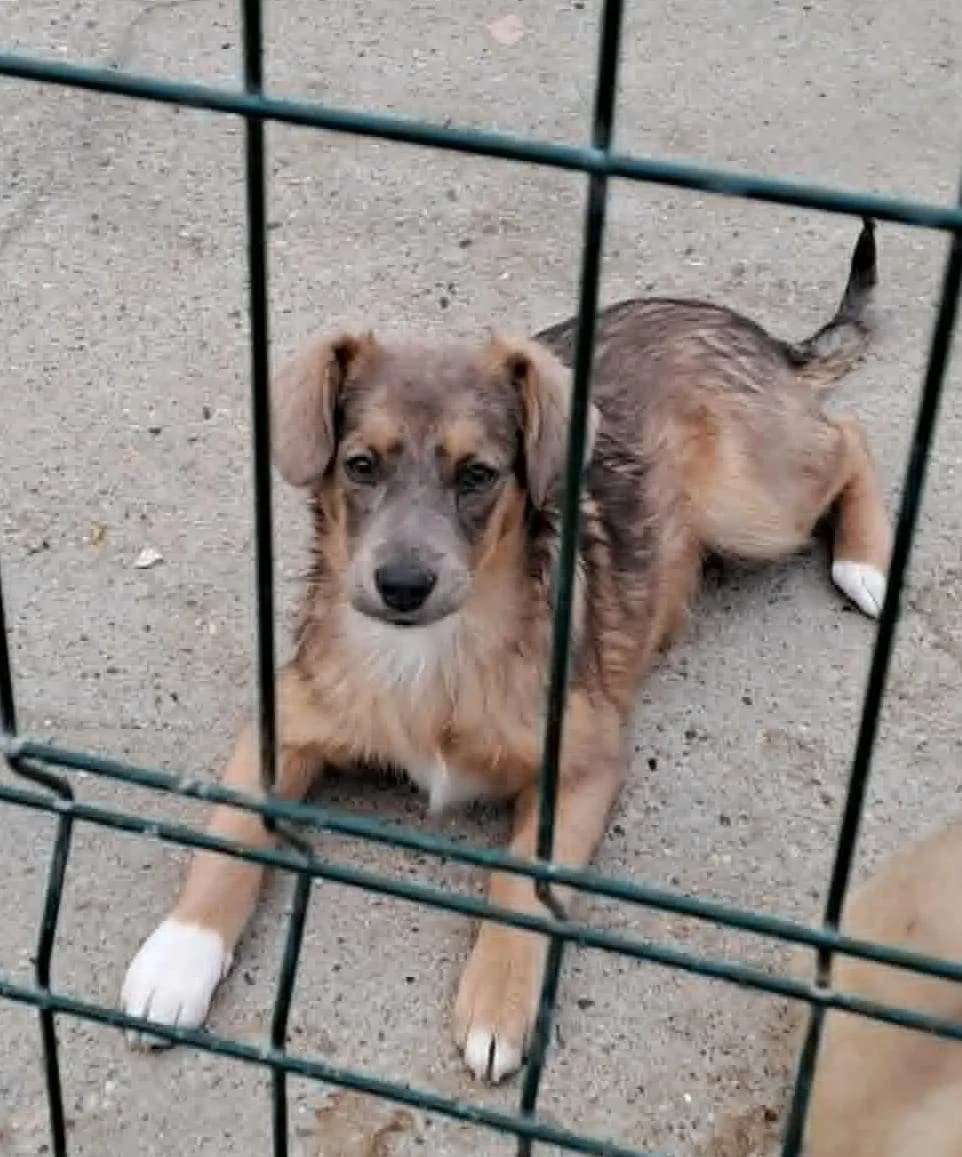 Tara *ca. 12/2025, young Mixed Breed for adoption at Strays United e.V.