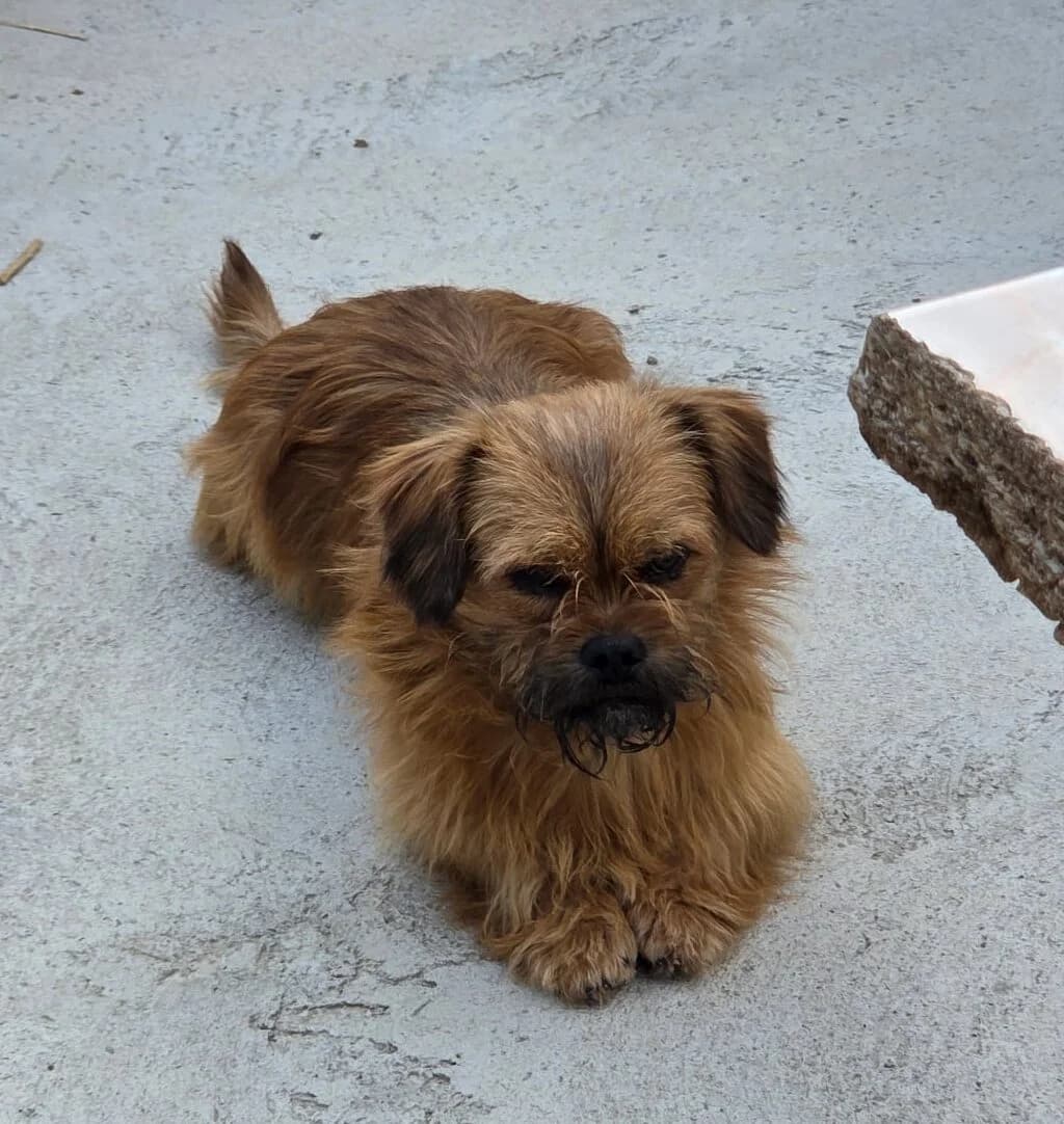 Mac *ca. 9/2024, young Mixed Breed for adoption at Strays United e.V.