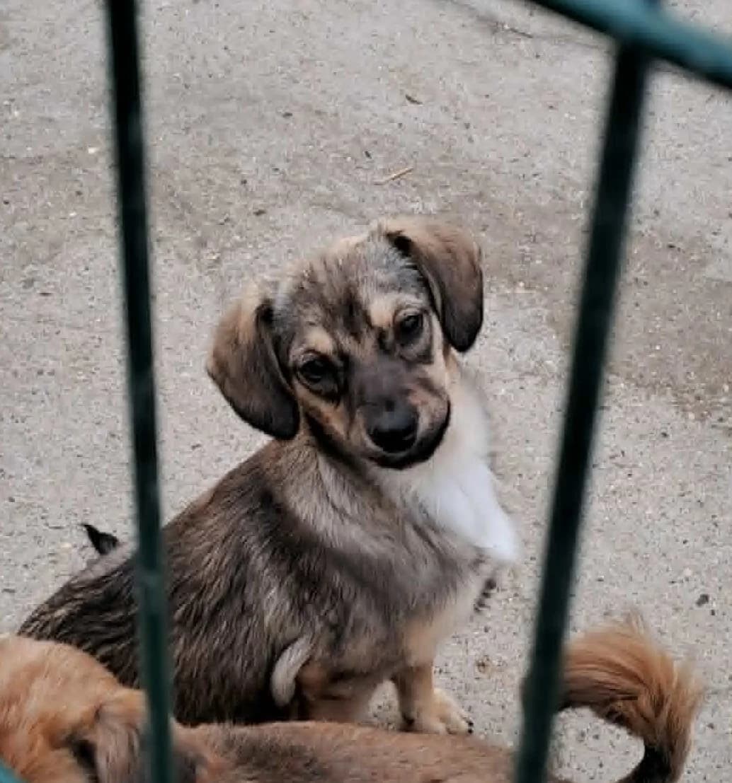 Ella *ca. 12/2025, young Mixed Breed for adoption at Strays United e.V.