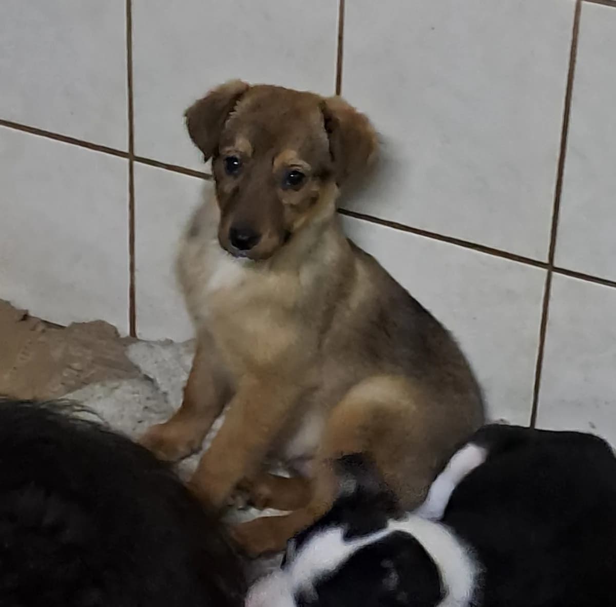 Chance *ca. 12/2025, young Mixed Breed for adoption at Strays United e.V.