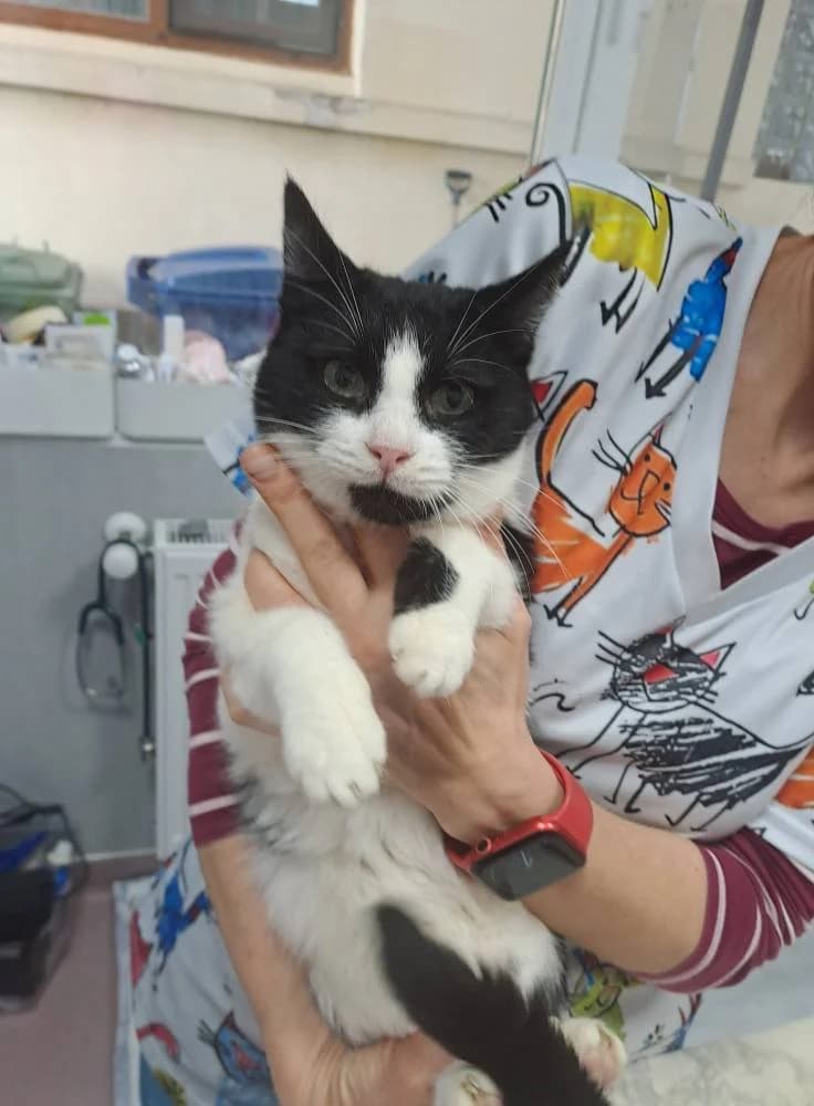 Nova * ca. 2021, 5yo Mixed Breed for adoption at Strays United e.V.