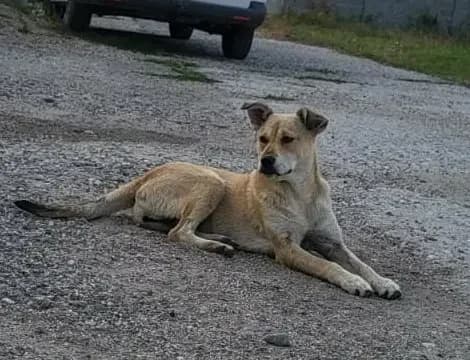 Jana *ca. 12/2025, young Mixed Breed for adoption at Strays United e.V.