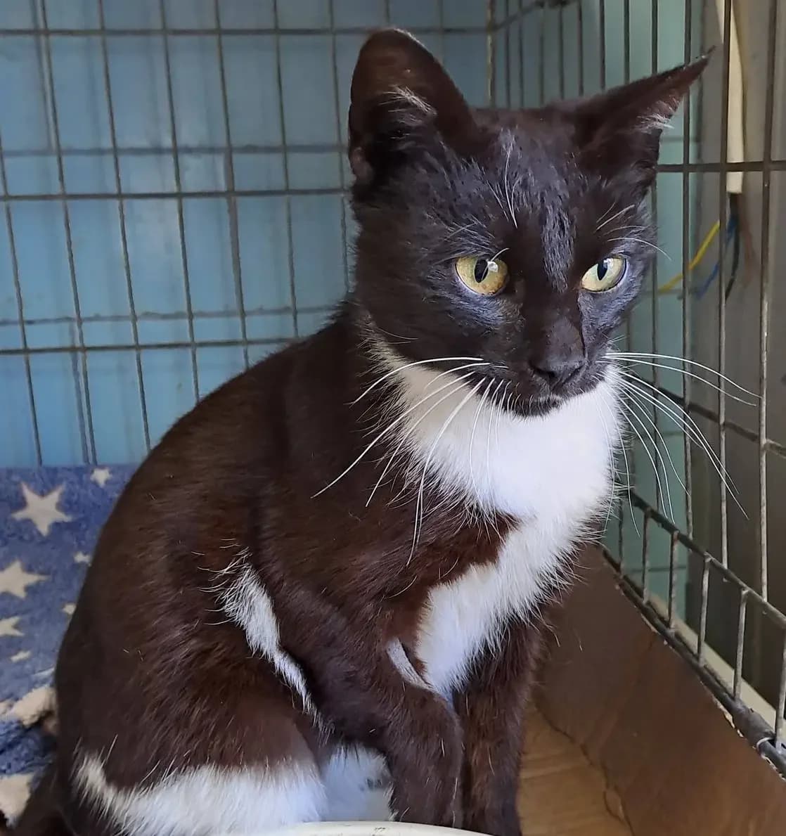 Frieda *ca.. 8/2025, young Mixed Breed for adoption at Strays United e.V.