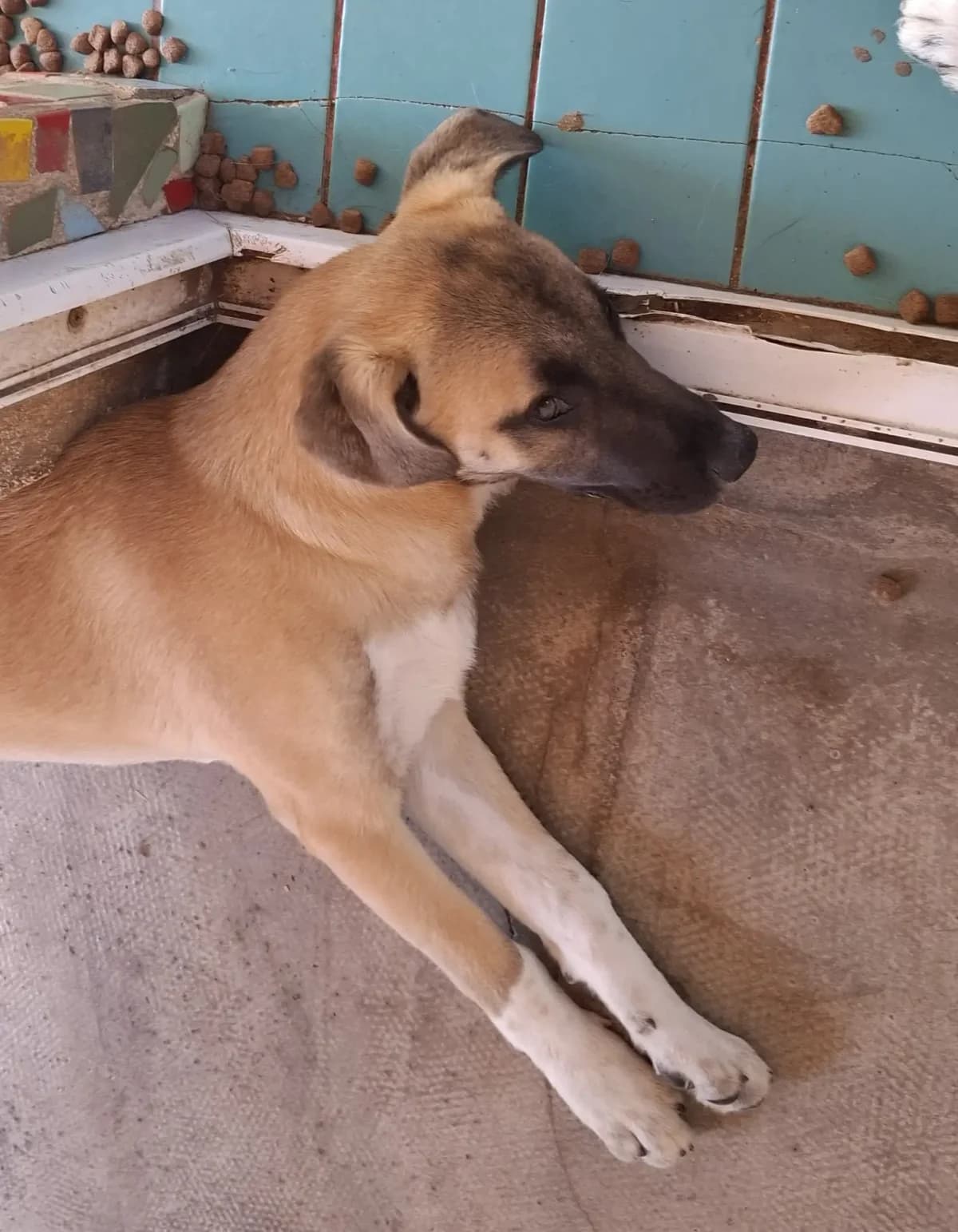 Eliska *ca. 1/2026, puppy Mixed Breed for adoption at Strays United e.V.