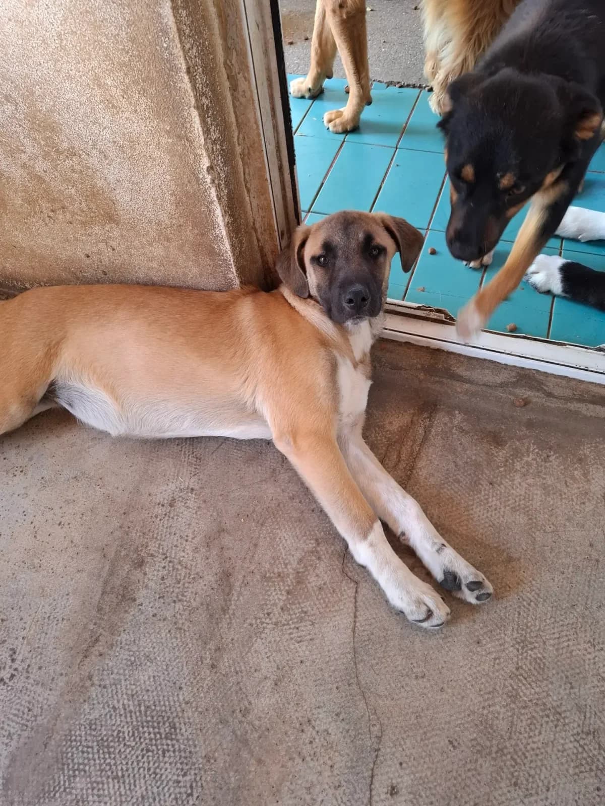 Fiora *ca. 1/2026, puppy Mixed Breed for adoption at Strays United e.V.