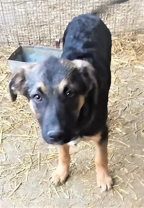 Buddy *8/2021, 5yo Mixed Breed for adoption at Strays United e.V.