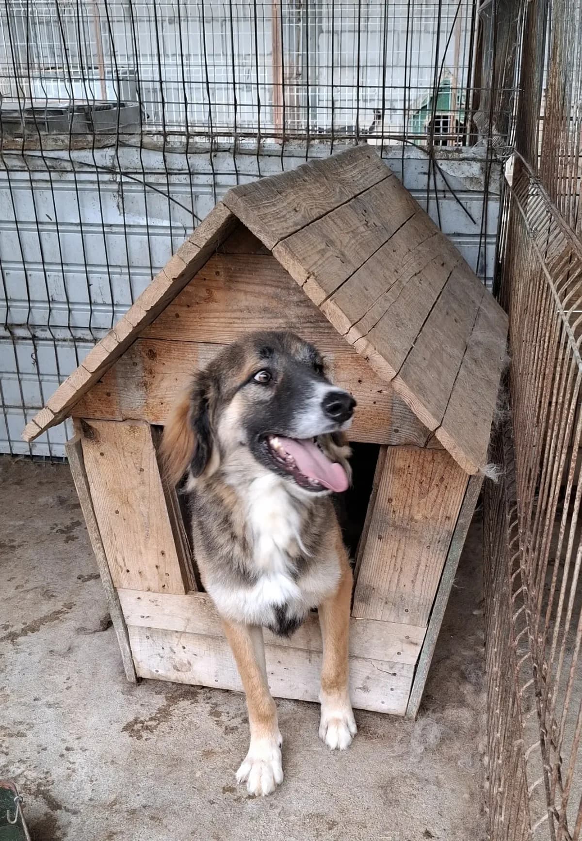 Cooper *12/2021, 5yo Mixed Breed for adoption at Strays United e.V.
