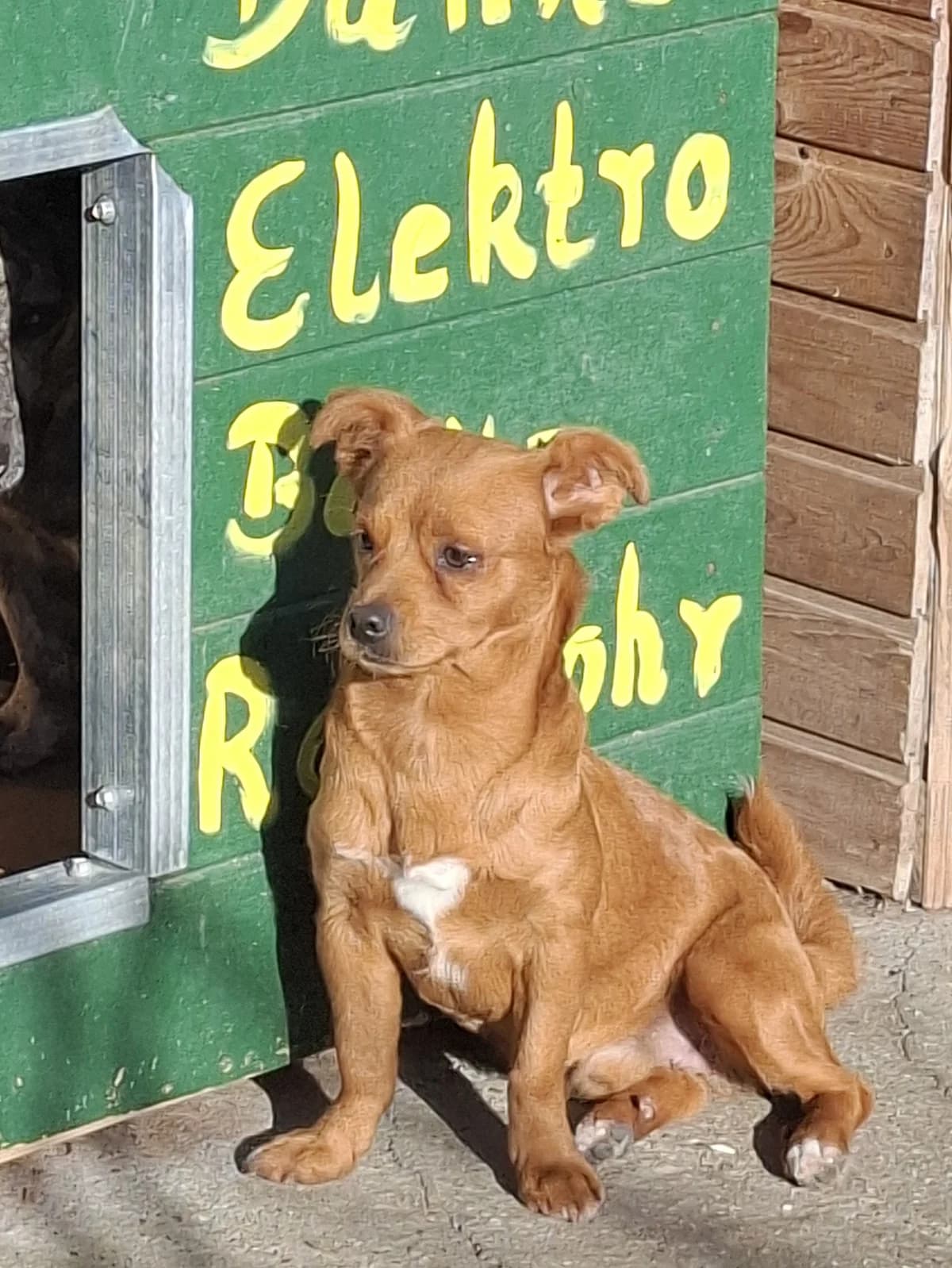 Joe *ca. 2/2026, puppy Mixed Breed for adoption at Strays United e.V.