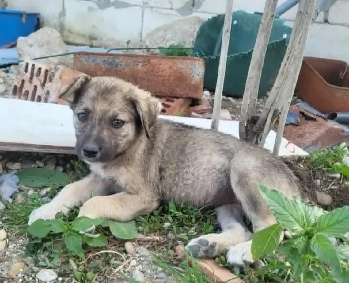 Maggie *ca. 6/2026, puppy Mixed Breed for adoption at Strays United e.V.