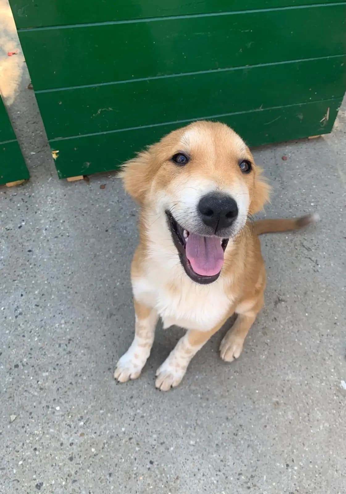 Oriana *ca. 1/2026, puppy Mixed Breed for adoption at Strays United e.V.