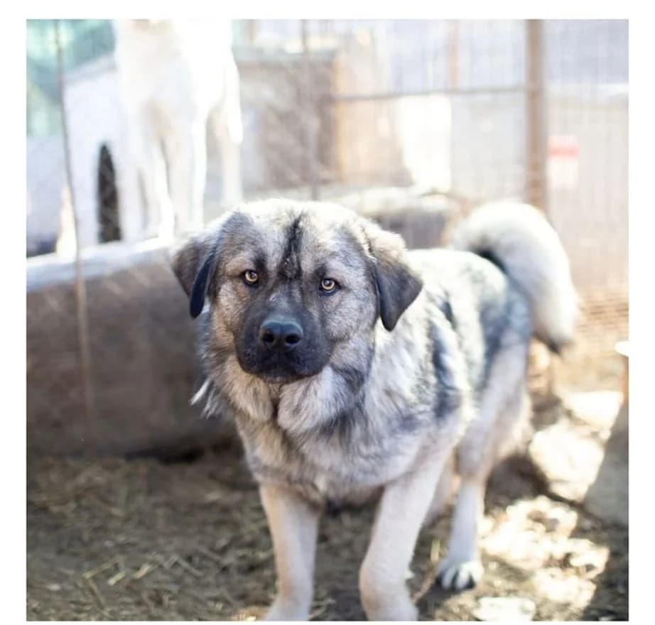 Danju *03/2021, 5yo Mixed Breed for adoption at Strays United e.V.